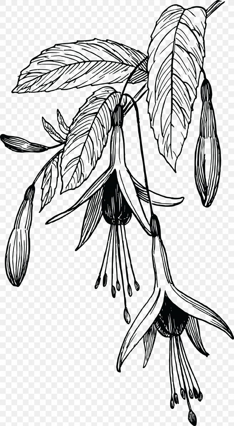 Drawing Art Clip Art, PNG, 4000x7287px, Drawing, Art, Artwork, Black And White, Branch Download Free