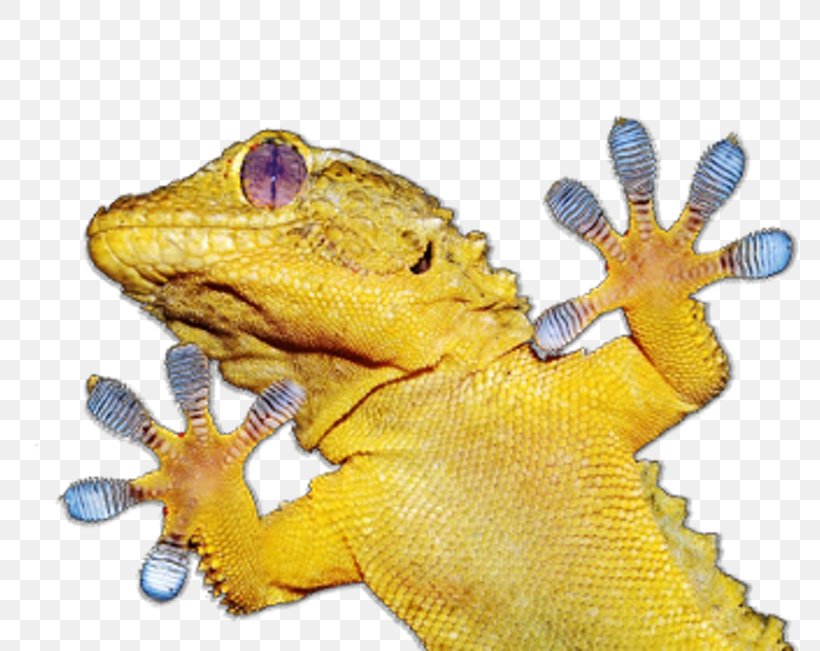 Gecko Lizard Amphibian Animal, PNG, 800x651px, Gecko, Amphibian, Animal, Animal Figure, Fauna Download Free