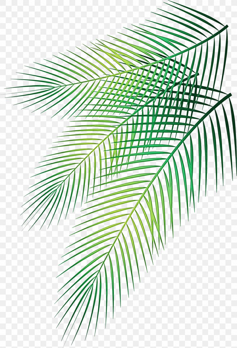 Palm Tree Drawing, PNG, 1326x1949px, Palm Trees, Arecales, Branch, Drawing, Elaeis Download Free