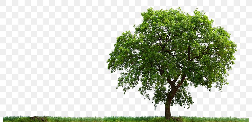 Clip Art Transparency Image Tree, PNG, 800x397px, 3d Computer Graphics, Tree, Branch, Field, Grass Download Free