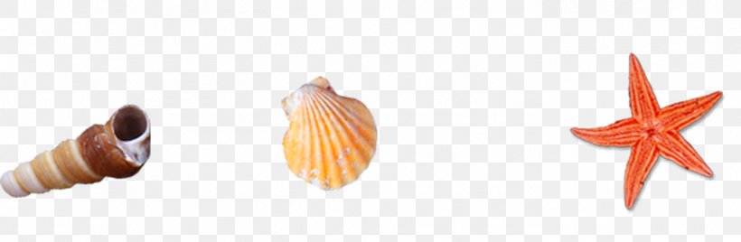 Seashell Beach Conch Sea Snail, PNG, 1402x459px, Seashell, Beach, Caracola, Conch, Finger Download Free