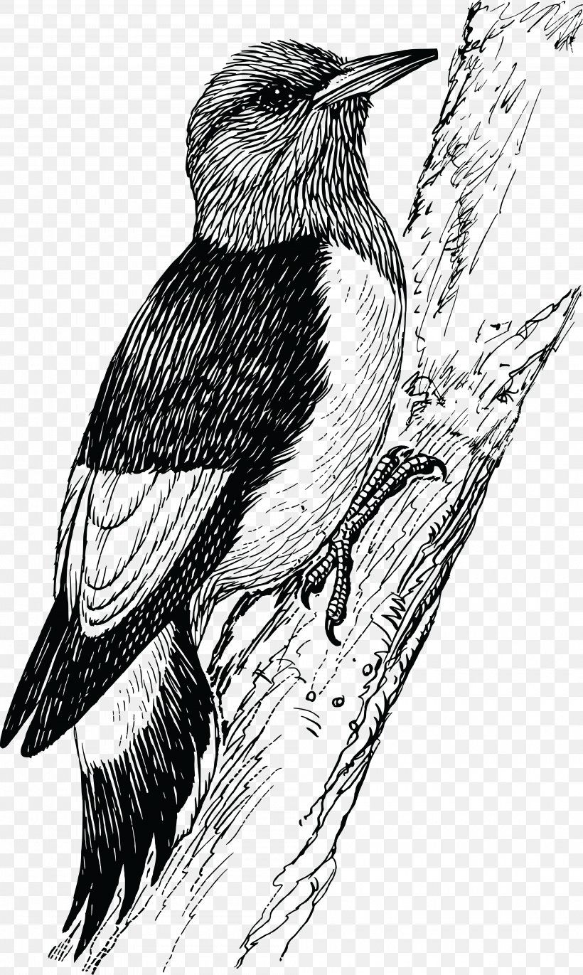 Woodpecker Penguin Bird Clip Art, PNG, 4000x6688px, Woodpecker, Art, Artwork, Beak, Bird Download Free