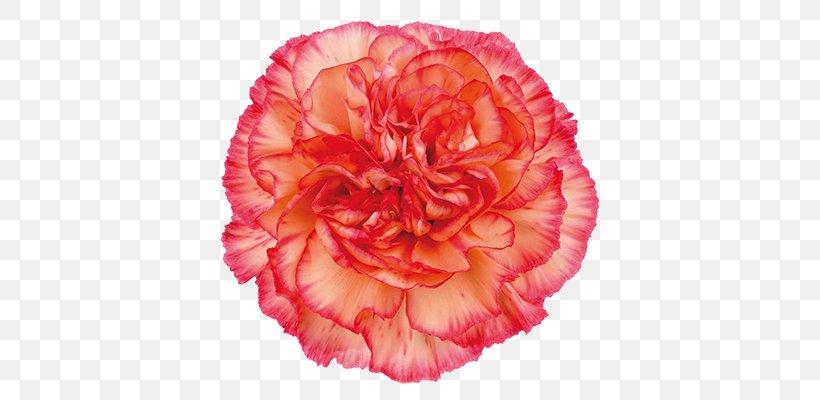 Carnation Cut Flowers Rose Color, PNG, 400x400px, Carnation, Begonia, Birth Flower, Color, Coral Download Free