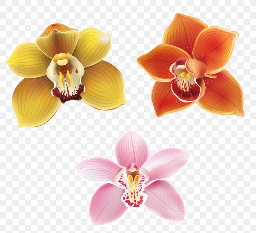 Moth Orchids Petal Flower, PNG, 2250x2047px, Moth Orchids, Cut Flowers, Drawing, Flower, Flowering Plant Download Free