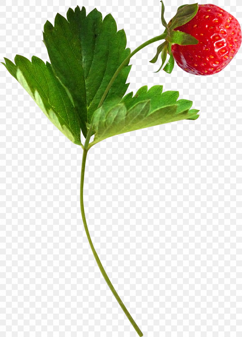 Musk Strawberry Aedmaasikas Fruit, PNG, 1811x2516px, Strawberry, Aedmaasikas, Amorodo, Berry, Cherry Download Free
