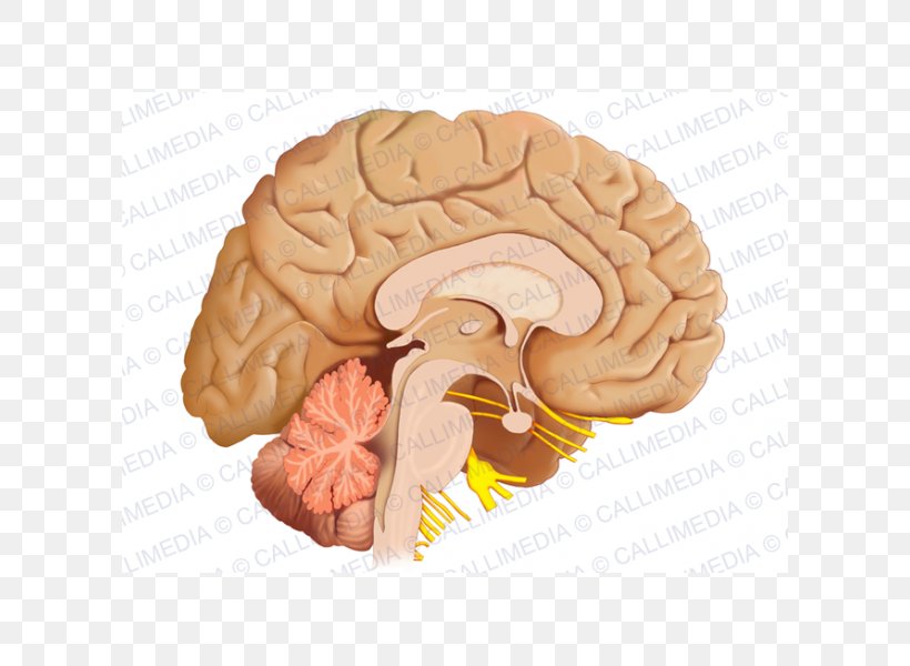 Human Brain Sagittal Plane Anatomy Nervous System, PNG, 600x600px, Watercolor, Cartoon, Flower, Frame, Heart Download Free