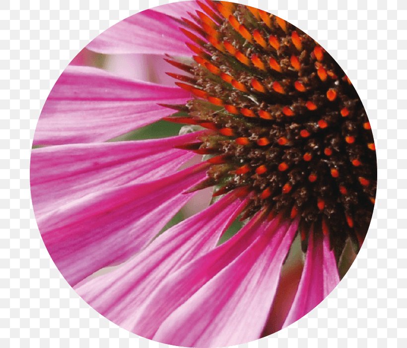 Coneflower Skin Daisy Family Regeneration Active Ingredient, PNG, 700x700px, Coneflower, Active Ingredient, Close Up, Common Daisy, Complexion Download Free