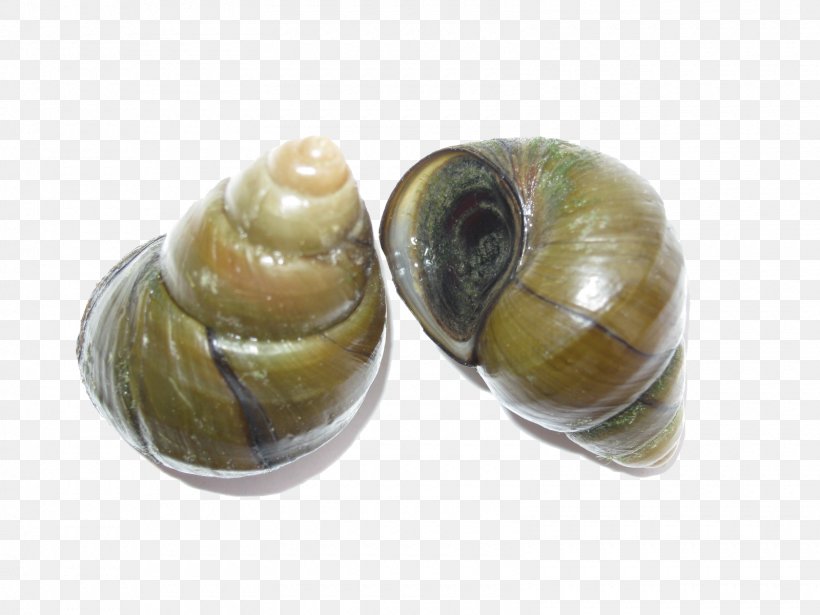 Escargot Seafood Snail Viviparidae Bolinus Brandaris, PNG, 1600x1200px, Escargot, Bolinus Brandaris, Clam, Clams Oysters Mussels And Scallops, Cockle Download Free