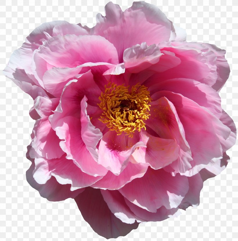 Flower Garden Blossom Bloom Desktop Wallpaper Wallpaper, PNG, 2637x2672px, Flower, Android, Annual Plant, Blossom Bloom, Centifolia Roses Download Free