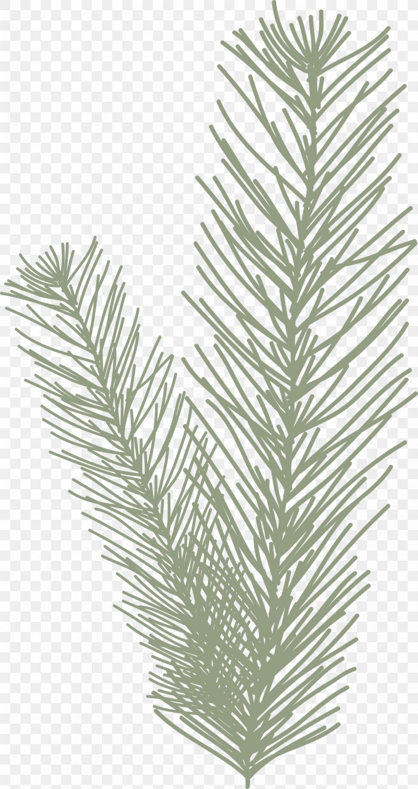Pinus Halepensis Leaf Spruce, PNG, 1220x2304px, Pinus Halepensis, Branch, Conifer, Conifer Cone, Evergreen Download Free