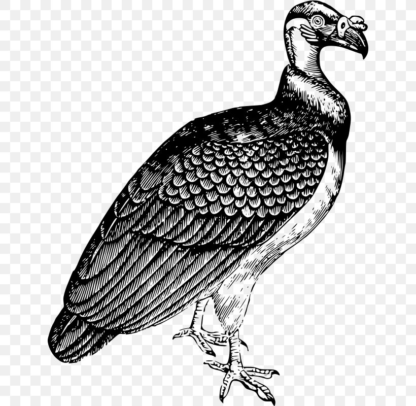 Turkey Vulture Beaky Buzzard Bird Drawing, PNG, 632x800px, Turkey Vulture, Accipitridae, Beak, Beaky Buzzard, Bird Download Free