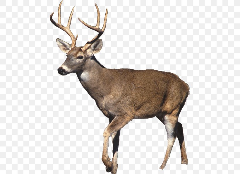 White-tailed Deer Mule Deer Desktop Wallpaper Hunting, PNG, 480x594px, Whitetailed Deer, Animal, Antler, Decal, Deer Download Free