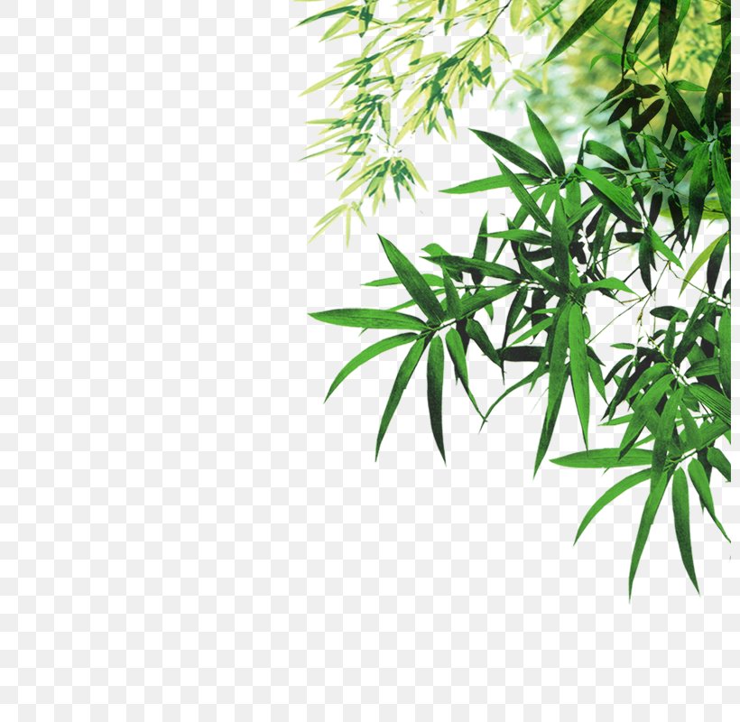 Bamboo Leaf Ink Png 800x800px Bamboo Bambusa Vulgaris Branch Fargesia Murielae Filename Extension Download Free