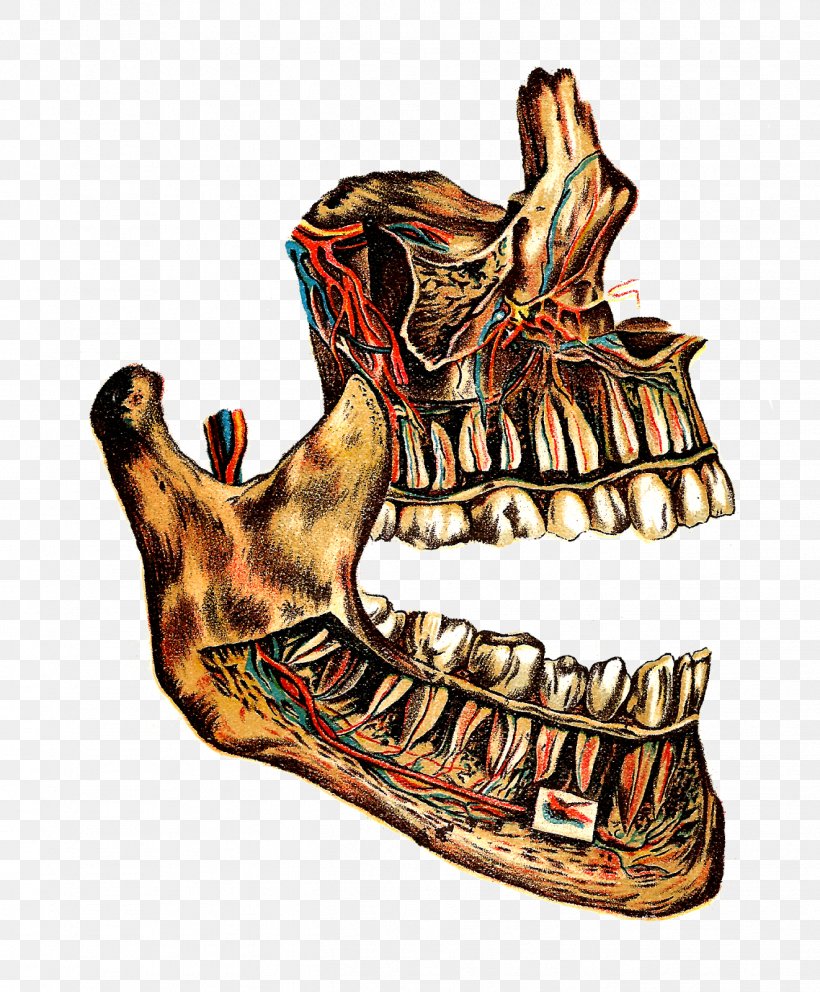 Bone Medical Illustration Jaw Drawing, PNG, 1322x1600px, Bone, Anatomy, Art, Drawing, Footwear Download Free