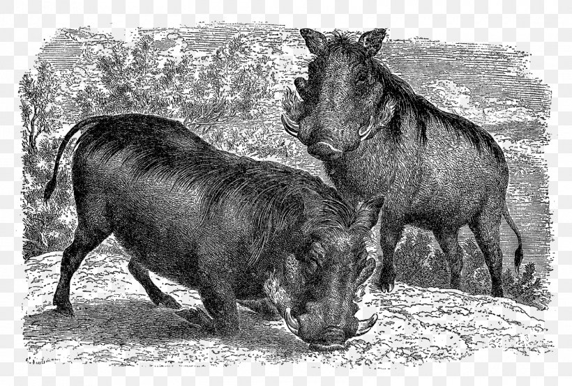 Common Warthog Pig Cattle Fauna Mammal, PNG, 1600x1081px, Common Warthog, Animal, Black And White, Cattle, Cattle Like Mammal Download Free