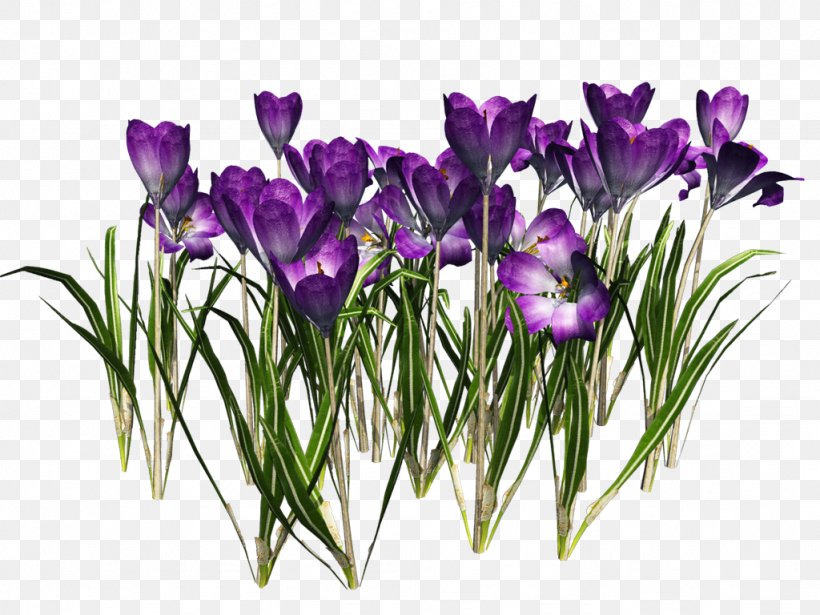 Crocus Vernus Clip Art, PNG, 1024x768px, Crocus Vernus, Clipping Path, Color, Crocus, Cut Flowers Download Free