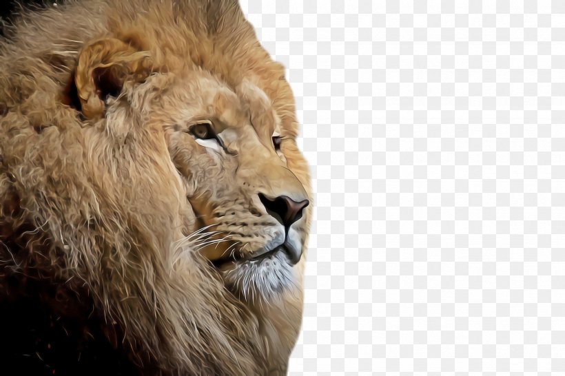 Lion Wildlife Masai Lion Snout, PNG, 2448x1632px, Lion, Masai Lion, Snout, Wildlife Download Free