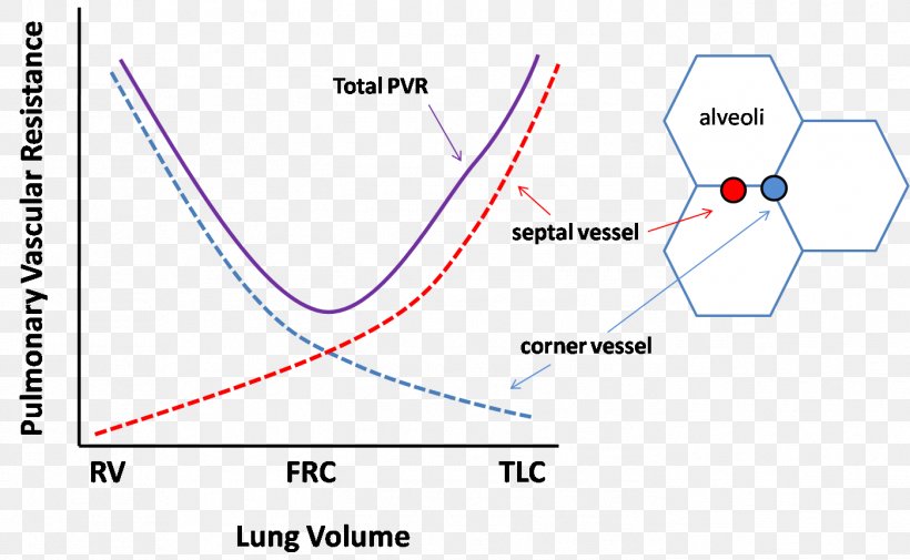 Lung Volumes Mechanical Ventilation Functional Residual Capacity Vascular Resistance, PNG, 1399x862px, Lung Volumes, Area, Breathing, Cardiology, Cardiopulmonary Resuscitation Download Free