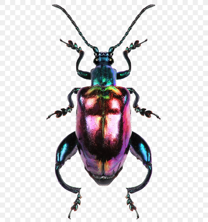 Picsart Background, PNG, 480x877px, Scarabs, Animal, Ant, Beetle, Blister Beetles Download Free
