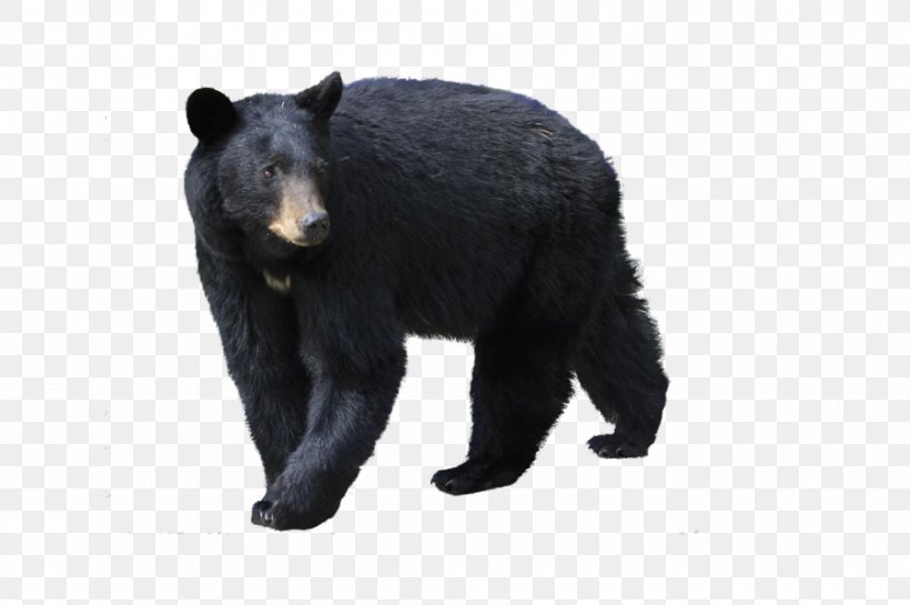 Polar Bear Grizzly Bear Deer Asian Black Bear Kermode Bear, PNG, 900x599px, Polar Bear, American Black Bear, Asian Black Bear, Bear, Bears Download Free