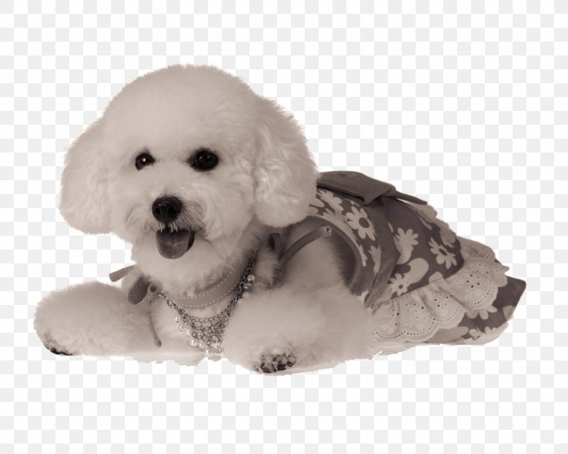 Poodle Puppy Cat Formosan Mountain Dog Pet, PNG, 1024x819px, Poodle, Animal, Bichon, Blanket, Carnivoran Download Free