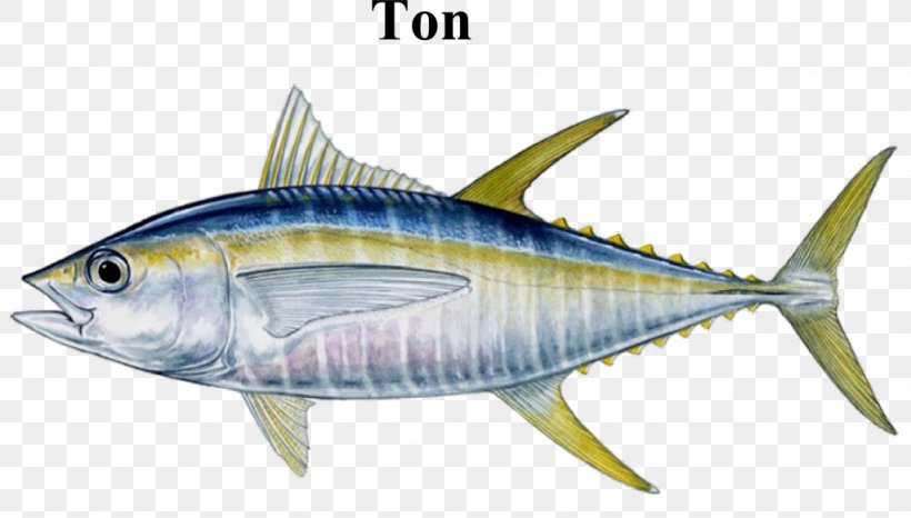 Bigeye Tuna Albacore Blackfin Tuna Atlantic Bluefin Tuna Yellowfin Tuna, PNG, 1024x582px, Bigeye Tuna, Actinopterygii, Albacore, Atlantic Bluefin Tuna, Blackfin Tuna Download Free