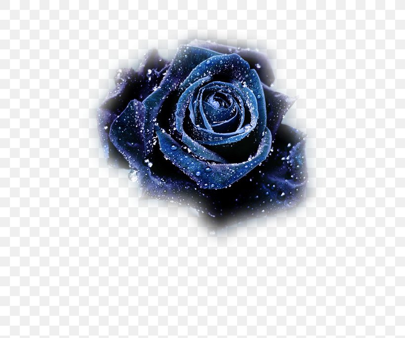 Blue Rose Flower Still Life: Pink Roses Black Rose, PNG, 500x685px, Rose, Black Rose, Blue, Blue Rose, Cobalt Blue Download Free
