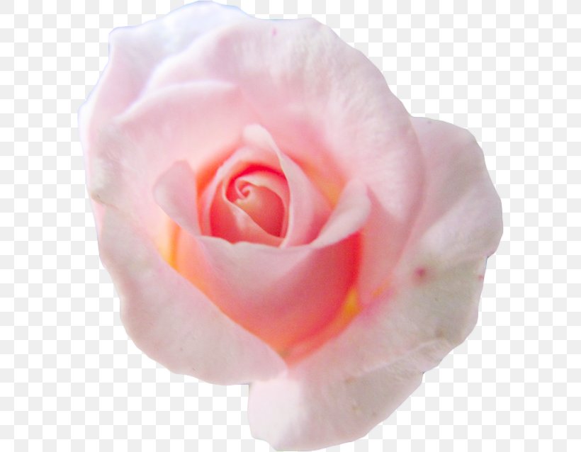 Centifolia Roses Flower Pink Petal Garden Roses, PNG, 604x638px, Centifolia Roses, Close Up, Cut Flowers, Floribunda, Flower Download Free
