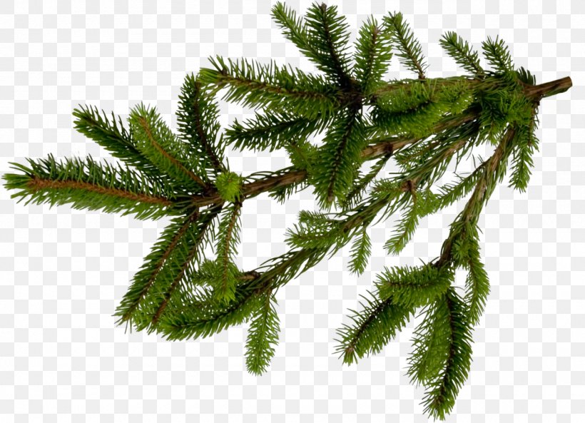 Fir Spruce Pine Conifers Tree, PNG, 1280x926px, Fir, Aromatherapy, Biome, Black Friday, Branch Download Free