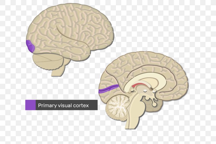 Cerebral Cortex Primary Motor Cortex Visual Cortex Brain, PNG, 627x550px, Watercolor, Cartoon, Flower, Frame, Heart Download Free