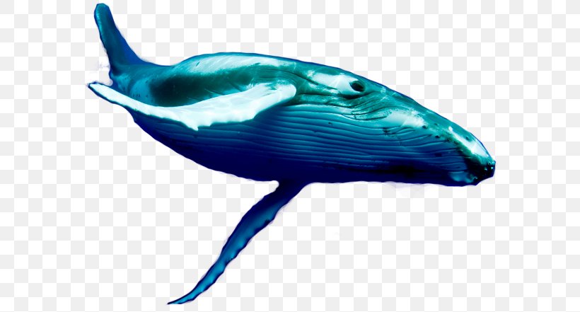 Dolphin Porpoise Blue Whale Cetaceans, PNG, 598x441px, Dolphin, Baleen, Baleen Whale, Beak, Blue Whale Download Free