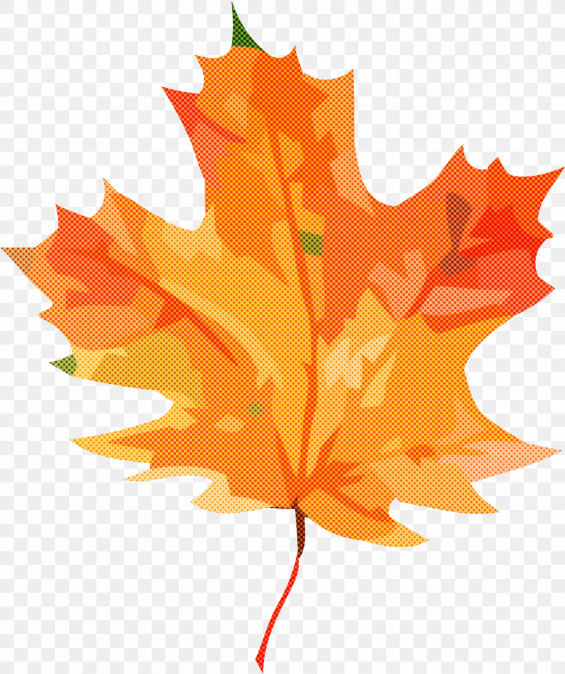 Maple Leaf, PNG, 2513x2999px, Leaf, Biology, Maple, Maple Leaf, Plant Structure Download Free
