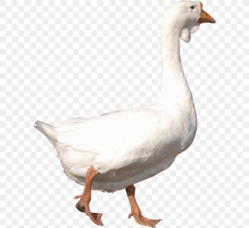 American Pekin Goose Duck Clip Art, PNG, 600x750px, American Pekin, Beak, Bird, Duck, Ducks Geese And Swans Download Free