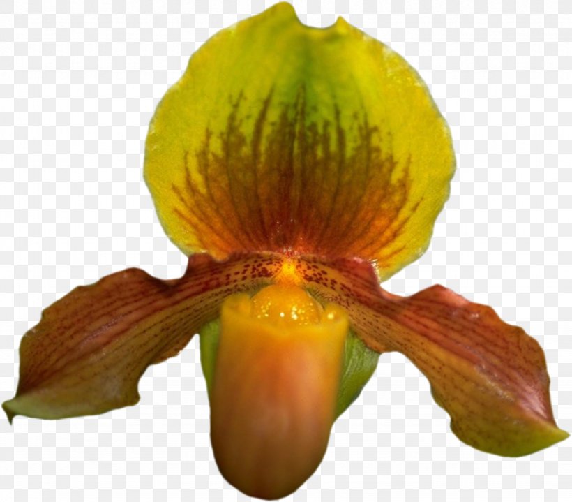 Flowering Plant, PNG, 923x810px, Flowering Plant, Flower, Petal, Plant Download Free
