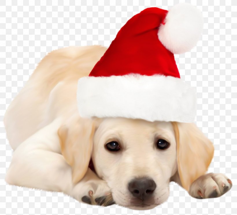 Labrador Retriever Golden Retriever Santa Claus Puppy Christmas, PNG, 943x856px, Labrador Retriever, Carnivoran, Christmas, Christmas Ornament, Companion Dog Download Free