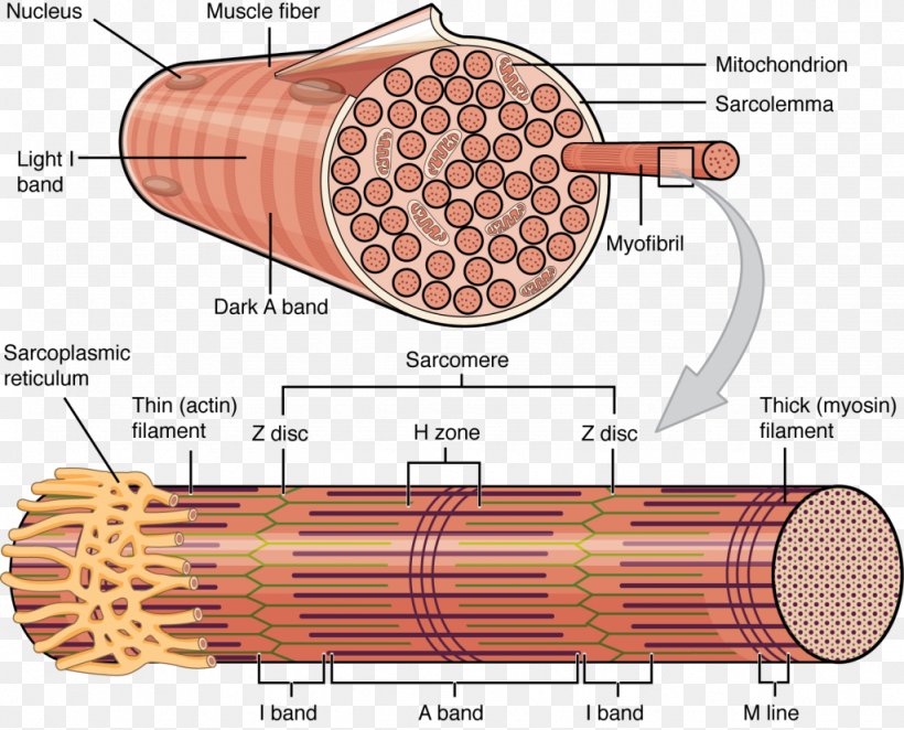 Skeletal Muscle Myocyte Cell Muscle Fascicle, PNG, 1024x827px, Watercolor, Cartoon, Flower, Frame, Heart Download Free