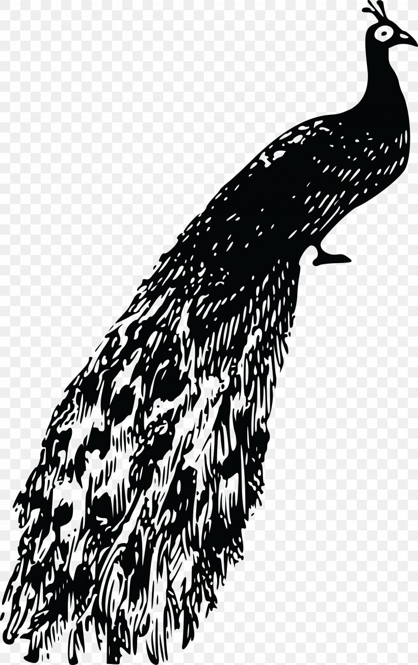Bird Feather Clip Art, PNG, 4000x6361px, Bird, Beak, Bird Of Prey, Black And White, Drawing Download Free