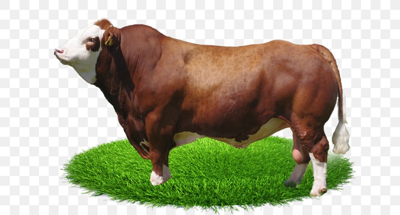 Bull Fleckvieh Simmental Cattle Calf Norwegian Red, PNG, 640x440px, Bull, Animal, Bovini, Calf, Cattle Download Free