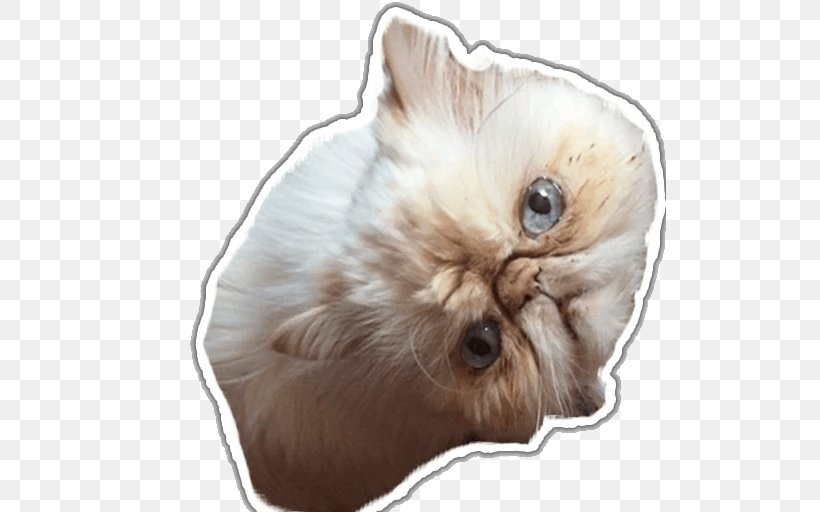 Whiskers Kitten Dog Fur Snout, PNG, 512x512px, Whiskers, Carnivoran, Cat, Cat Like Mammal, Dog Download Free