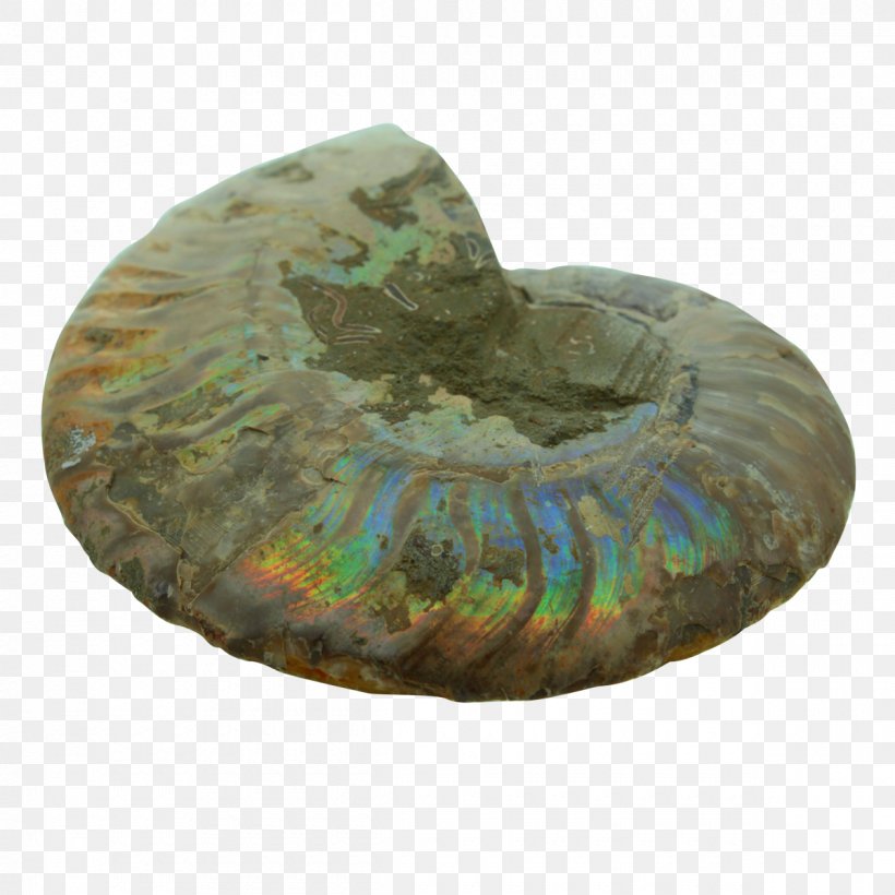 1,000,000 Early Human Migrations Lomekwi Earth Ammonites, PNG, 1200x1200px, Early Human Migrations, Ammonites, Archaeology, Billion, Earth Download Free