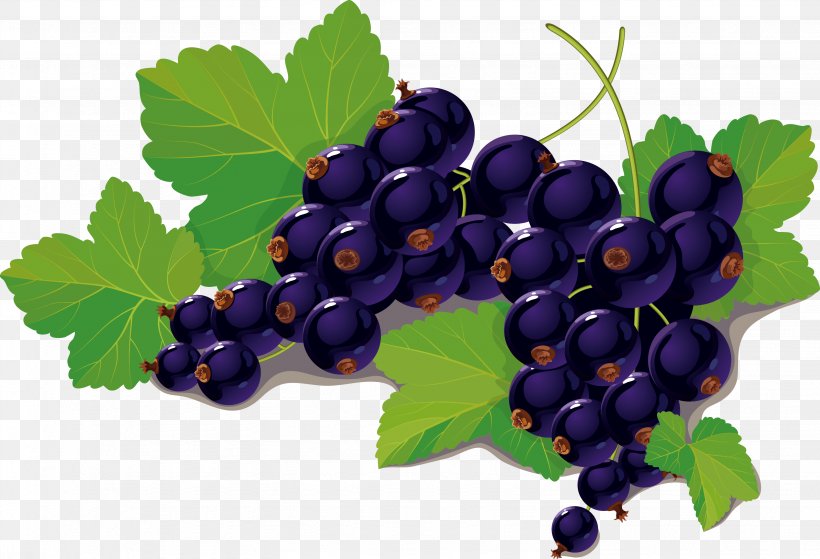 Blackcurrant Blueberry Clip Art, PNG, 3069x2094px, Blackcurrant, Berry, Bilberry, Blueberry, Currant Download Free