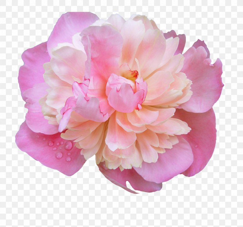 Pink Flowers Rose, PNG, 1024x956px, Flower, Bit, Camellia, Flowering Plant, Hybrid Tea Rose Download Free