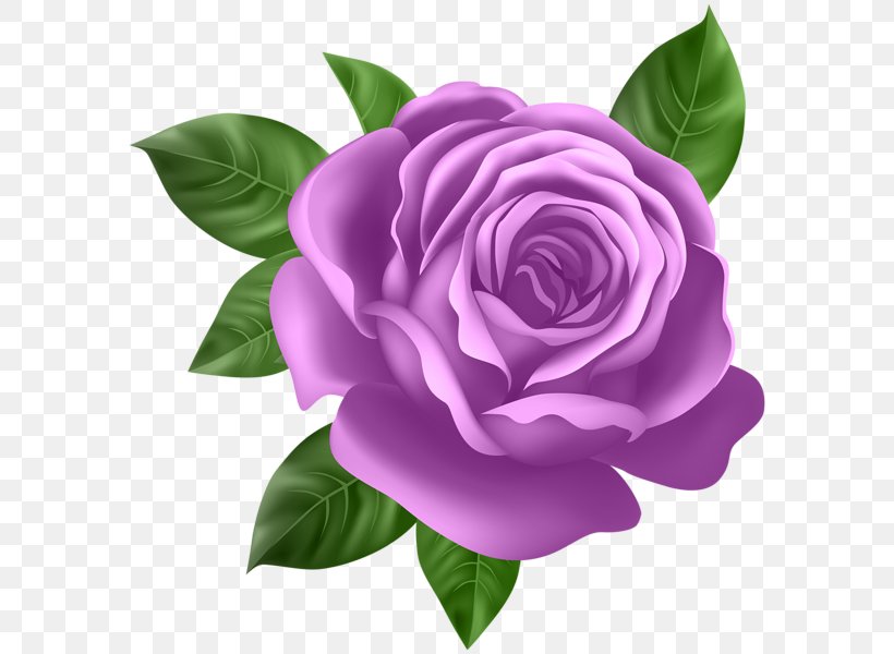 Rose Flower Desktop Wallpaper Clip Art, PNG, 590x600px, Rose, Camellia, Cut Flowers, Flower, Flowering Plant Download Free