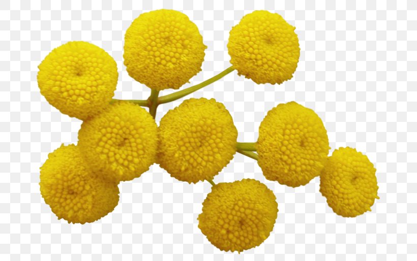 Tansy, PNG, 700x514px, Tansy, Flower, Yellow Download Free