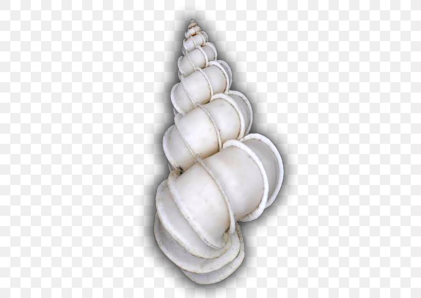 Gastropod Shell Conchology Cockle Gastropods Epitonium Scalare, PNG, 440x580px, Gastropod Shell, Clams Oysters Mussels And Scallops, Cockle, Conch, Conchology Download Free