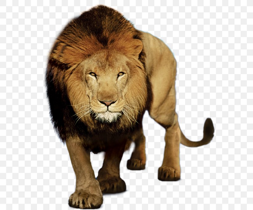 Lion South Paints Felidae European Lion American Lion Roar, PNG, 581x680px, Felidae, American Lion, Animal, Big Cats, Carnivoran Download Free