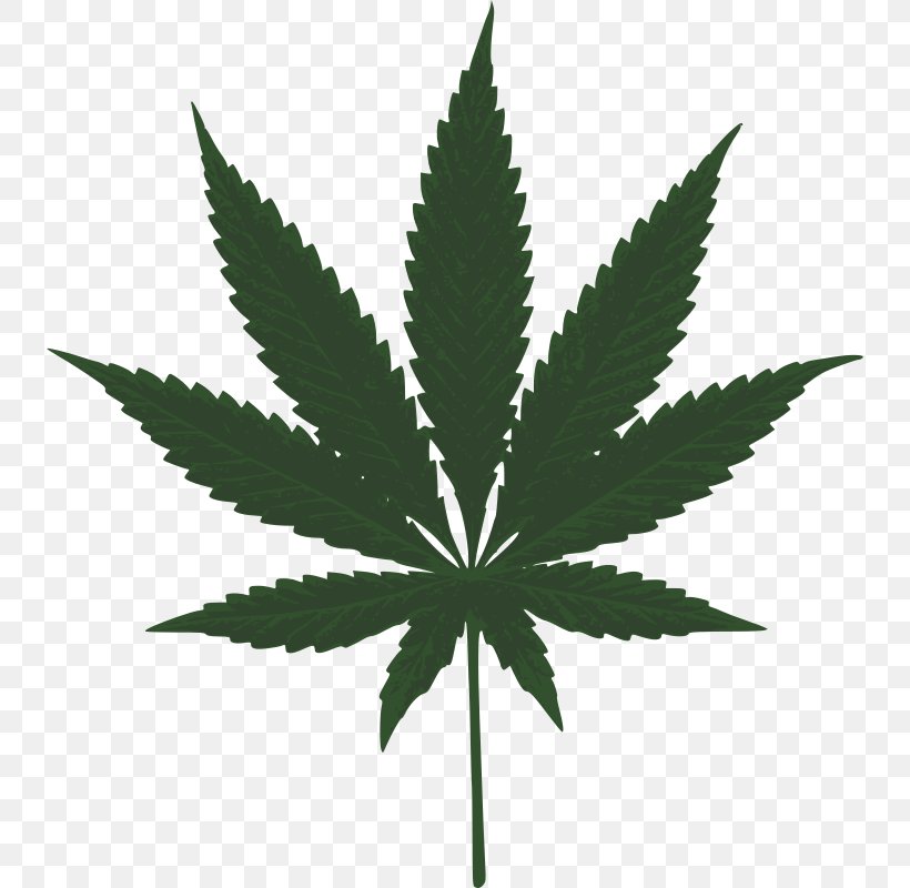 Medical Cannabis Hemp Leaf Clip Art, PNG, 736x800px, Hash Marihuana Hemp Museum, Cannabis, Hemp, Hemp Family, Leaf Download Free