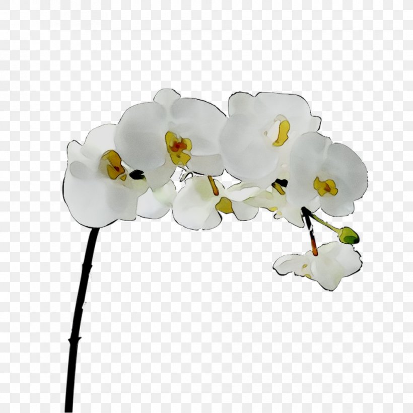 Moth Orchids Cut Flowers Petal, PNG, 990x990px, Moth Orchids, Artificial Flower, Blossom, Branch, Branching Download Free