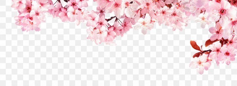 National Cherry Blossom Festival Stock Photography Advertising, PNG, 840x308px, Blossom, Advertising, Branch, Cherry, Cherry Blossom Download Free