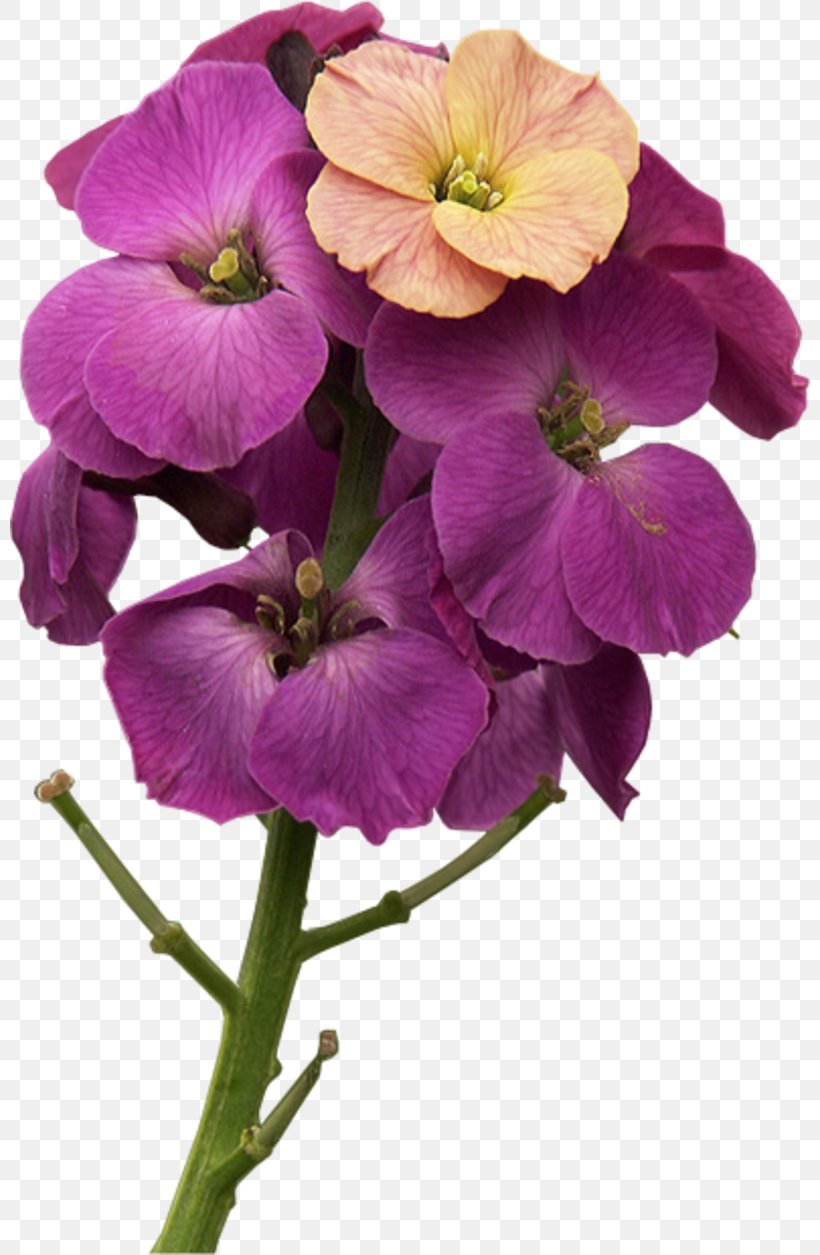 Violet Annual Plant Herbaceous Plant Wallflower, PNG, 800x1255px, Violet, Annual Plant, Family, Flower, Flowering Plant Download Free